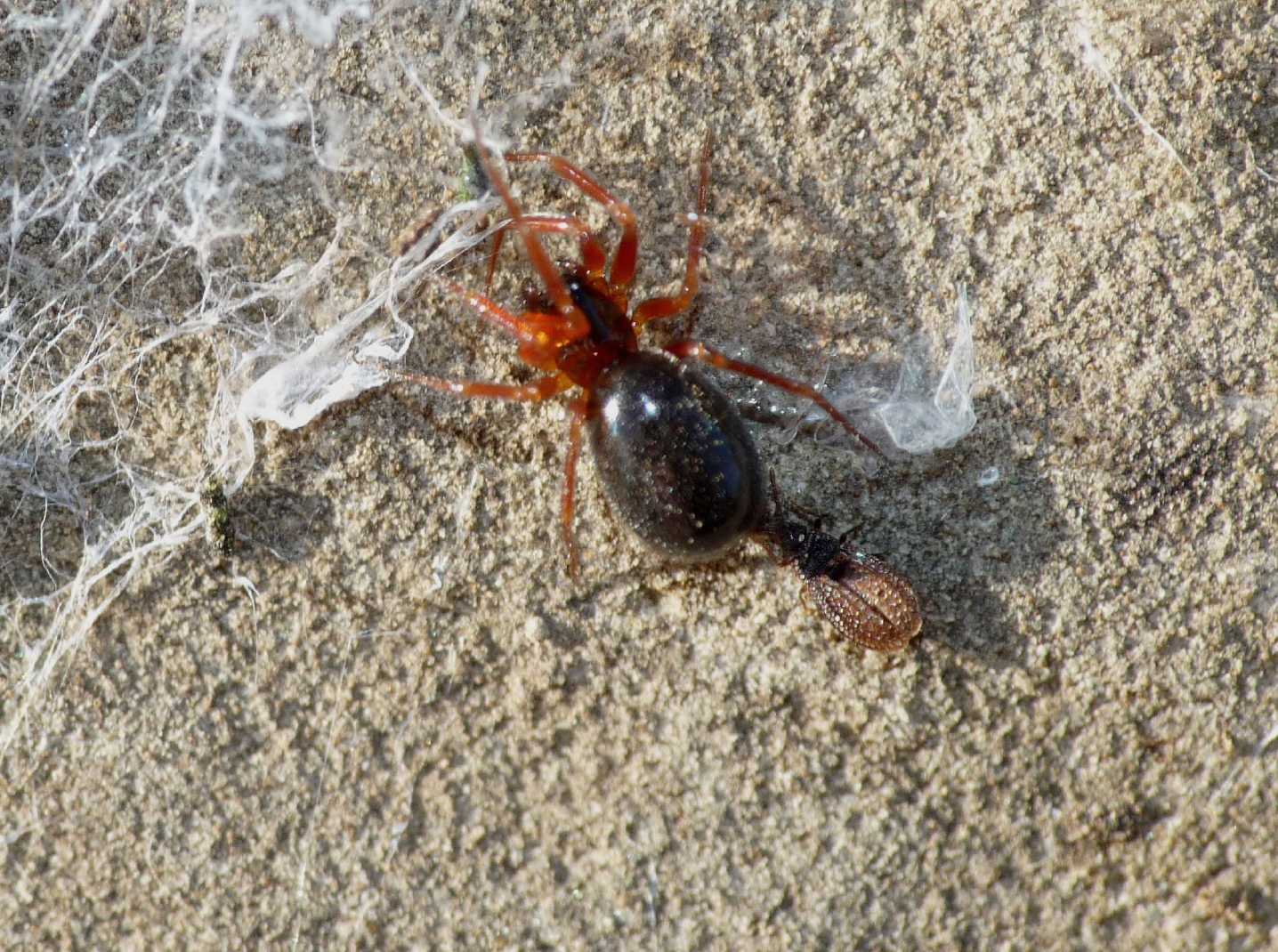 Campylosteira cf orientalis f. italica